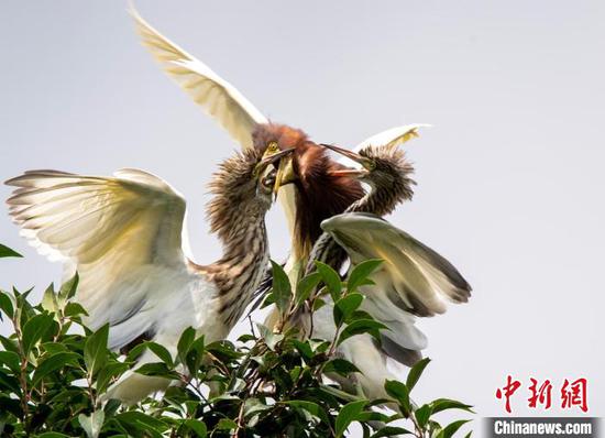 图为池鹭反刍喂养雏鹭。杨佐斌 摄 图为池鹭反刍喂养雏鹭。杨佐斌 摄