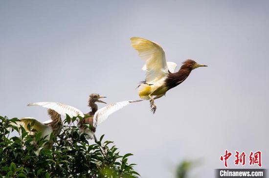 图为池鹭再次离开雏鹭外出捕食。杨佐斌 摄 图为池鹭再次离开雏鹭外出捕食。杨佐斌 摄