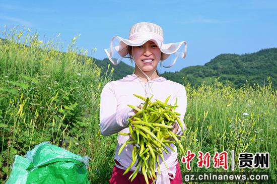 黄花丰收 黄花丰收