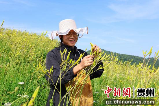 村民正在采摘黄花 村民正在采摘黄花