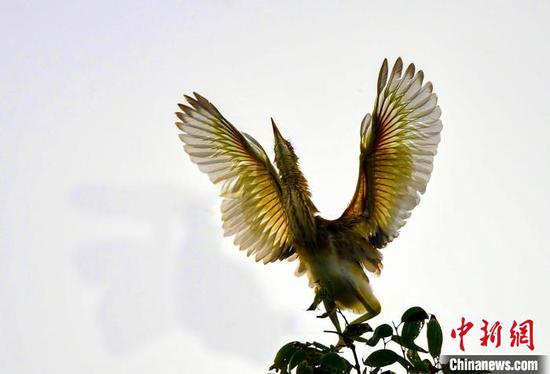 图为展翅欲飞的池鹭。杨佐斌 摄 图为展翅欲飞的池鹭。杨佐斌 摄