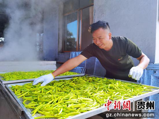 黄花杀青 黄花杀青