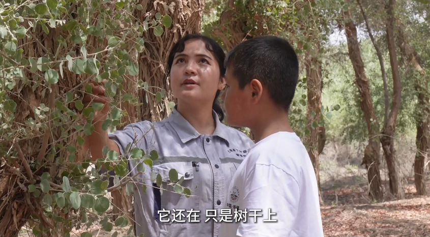沙漠邊緣的“三千年承諾”：一棵胡楊與一個(gè)家族的守望