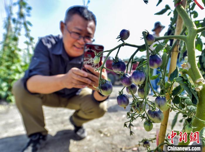 7月11日,乌鲁木齐市农业技术推广中心在位于该市高新区(新市区)安宁渠镇的农业科技示范基地举办瓜菜类新品种品鉴会,邀请农业推广人员,农业种植户等走进田间地头,现场参观40余个瓜菜类新品种,通过“品种展示+技术交流+品鉴体验”分享种植技术与经验。目前乌鲁木齐市周边已建立50余个农业科技示范基地,进行各类农作物新品种的培育、种植、推广,加快农业科技成果转化。图为农业科技示范基地种植的番茄新品种吸引参观者。中新社记者 刘新 摄 7月11日,乌鲁木齐市农业技术推广中心在位于该市高新区(新市区)安宁渠镇的农业科技示范基地举办瓜菜类新品种品鉴会,邀请农业推广人员,农业种植户等走进田间地头,现场参观40余个瓜菜类新品种,通过“品种展示+技术交流+品鉴体验”分享种植技术与经验。目前乌鲁木齐市周边已建立50余个农业科技示范基地,进行各类农作物新品种的培育、种植、推广,加快农业科技成果转化。图为农业科技示范基地种植的番茄新品种吸引参观者。中新社记者 刘新 摄