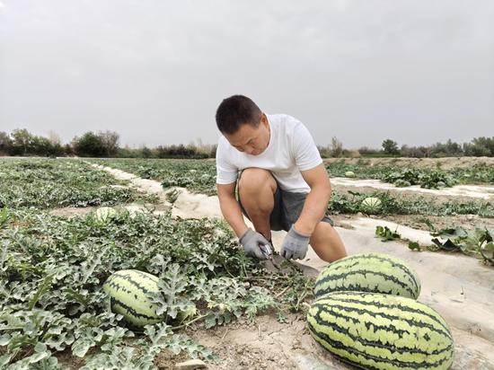 瓜农王庆海在修剪瓜秧 艾柯代·麦麦提敏 摄 瓜农王庆海在修剪瓜秧 艾柯代·麦麦提敏 摄