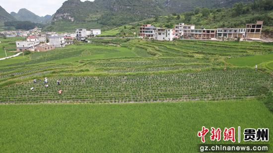 采收图景 采收图景