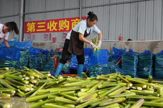 分拣茭白 分拣茭白