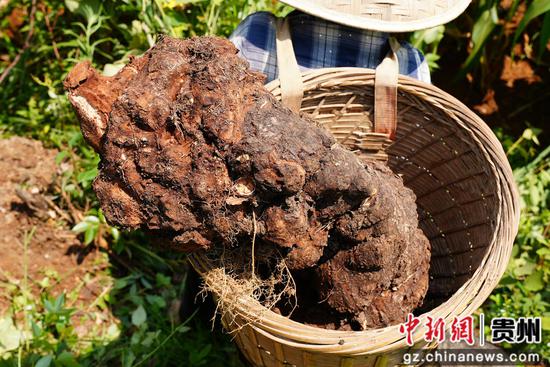 采挖出近20斤的茯苓。陈昆 摄 采挖出近20斤的茯苓。陈昆 摄