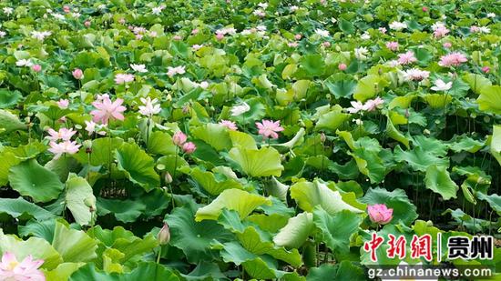 惠水县好花红乡村旅游景区的荷塘迎来了最佳观赏期 惠水县好花红乡村旅游景区的荷塘迎来了最佳观赏期