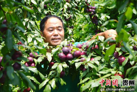 周龙余在采摘李子。陈昆 摄 周龙余在采摘李子。陈昆 摄