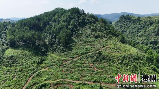 岑巩县羊桥土家族乡祝坝村茯苓种植基地。陈昆 摄 岑巩县羊桥土家族乡祝坝村茯苓种植基地。陈昆 摄