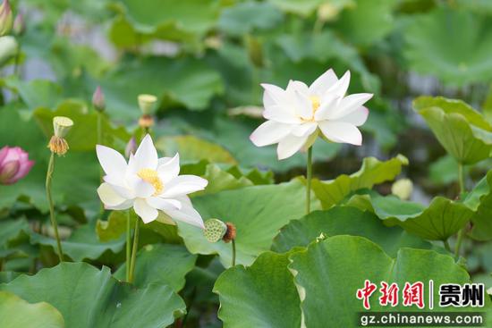 惠水县好花红乡村旅游景区的荷塘迎来了最佳观赏期 惠水县好花红乡村旅游景区的荷塘迎来了最佳观赏期