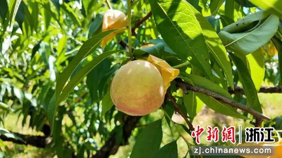 奉化水蜜桃。奉化官方供图 奉化水蜜桃。奉化官方供图