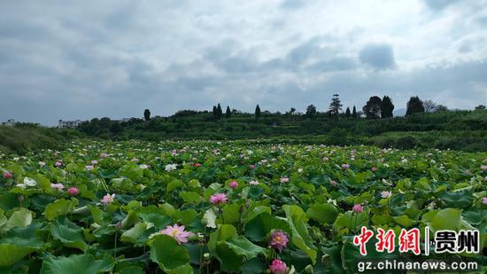 惠水县好花红乡村旅游景区的荷塘迎来了最佳观赏期 惠水县好花红乡村旅游景区的荷塘迎来了最佳观赏期