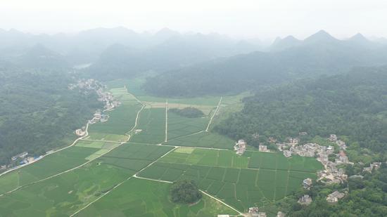 摆朝村茭白种植航拍图 摆朝村茭白种植航拍图