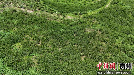 岑巩县天马镇苗落村岩湾的李子园。陈昆 摄 岑巩县天马镇苗落村岩湾的李子园。陈昆 摄