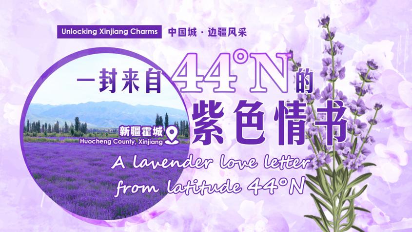 一封来自北纬44°的紫色情书丨中国城·边疆风采