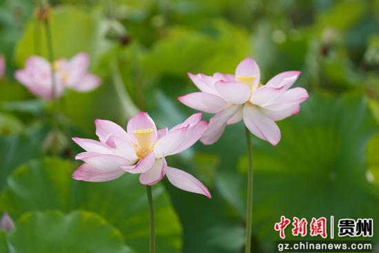 惠水县好花红乡村旅游景区的荷塘迎来了最佳观赏期 惠水县好花红乡村旅游景区的荷塘迎来了最佳观赏期