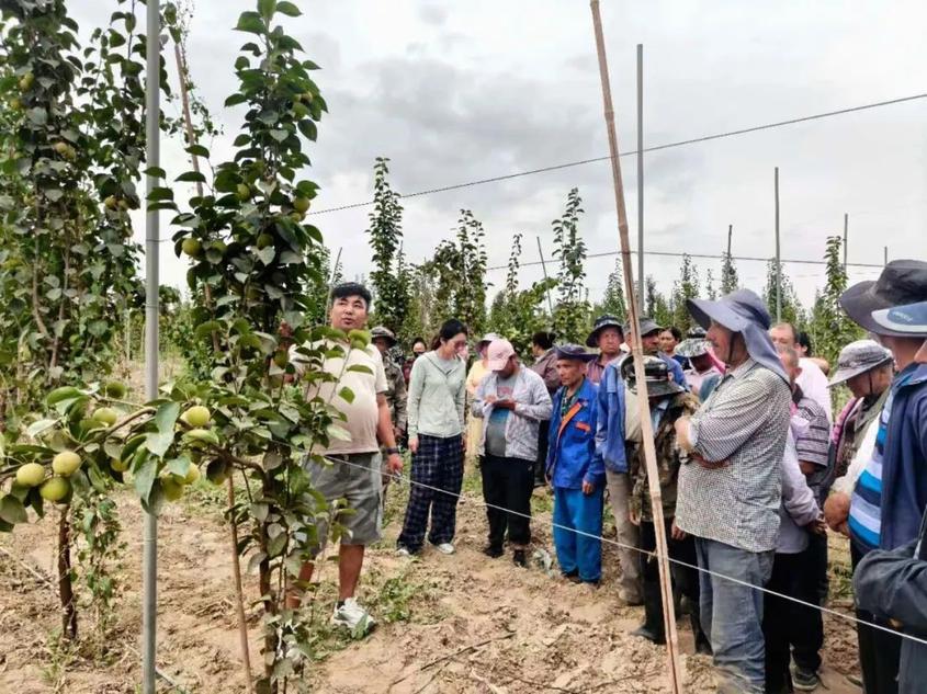 新疆农业大学果树专家曼苏尔教授为果农们讲解果树种植注意要点。李若嘉 摄
新疆农业大学果树专家曼苏尔教授为果农们讲解果树种植注意要点。李若嘉 摄