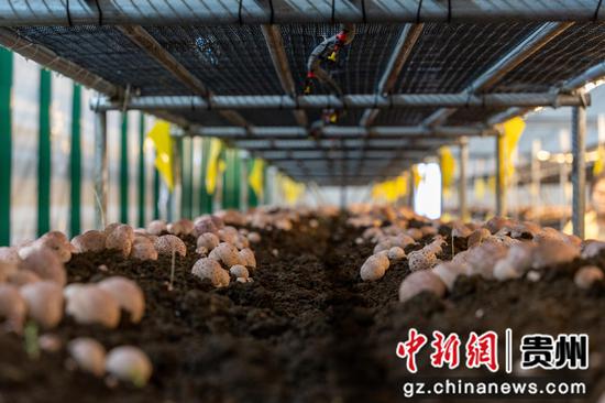 图为大棚中种植的竹荪。王江华摄 图为大棚中种植的竹荪。王江华摄