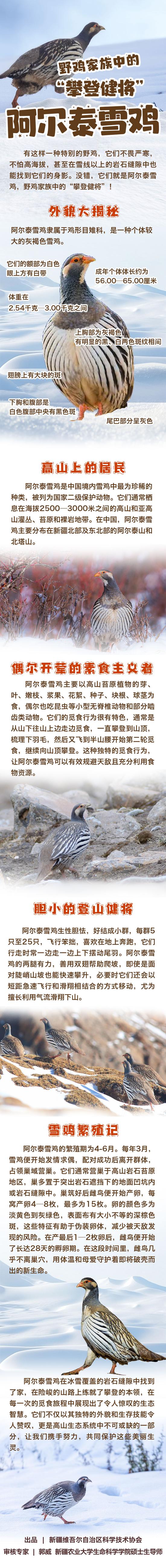 家鸡家属中的“攀爬健将”——阿我泰雪鸡