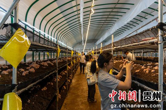 图为实践团成员在竹荪种植基地调研。王江华摄 图为实践团成员在竹荪种植基地调研。王江华摄