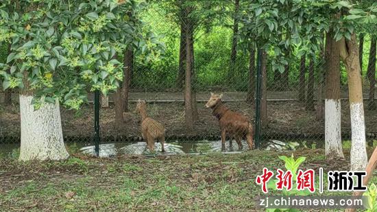 麋鹿在林中散步。太湖麋鹿乐园供图