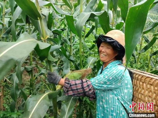 图为德江县合兴镇的玉米地里,村民在采收鲜食玉米。(德江县融媒体中心供图) 图为德江县合兴镇的玉米地里,村民在采收鲜食玉米。(德江县融媒体中心供图)