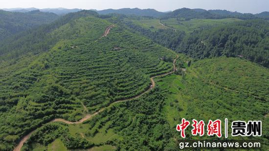 岑巩县天马镇白岩坪村离核桃种植基地。杨豪 摄 岑巩县天马镇白岩坪村离核桃种植基地。杨豪 摄