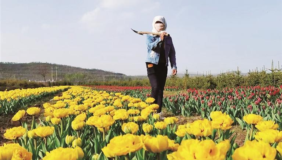宁夏泾源花开香满园