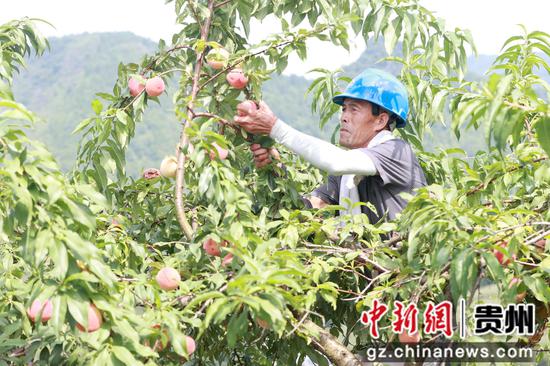 村民在采摘成熟的桃子。唐鹏 摄 村民在采摘成熟的桃子。唐鹏 摄