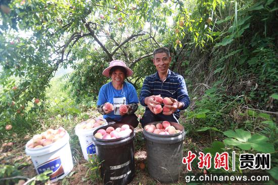 村民将采摘的桃子倒进“桃山”,方便统一分拣。唐鹏 摄 村民将采摘的桃子倒进“桃山”,方便统一分拣。唐鹏 摄