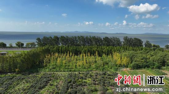 南太湖边植被丰富、水草丰茂。太湖麋鹿乐园供图