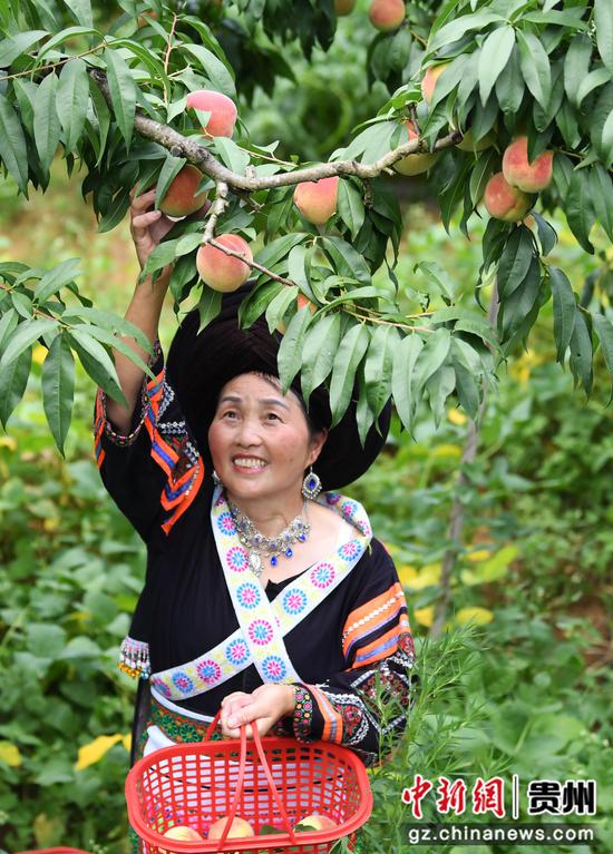 7月18日，贵阳市南明区永乐乡村民正在万亩桃园内采摘艳红桃。