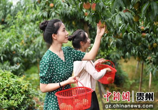 7月18日，市民游客在贵阳市南明区永乐乡万亩桃园内采摘艳红桃。