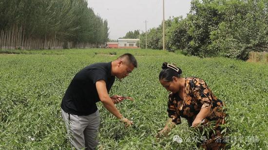 李春光带领工作人员查看辣椒长势。