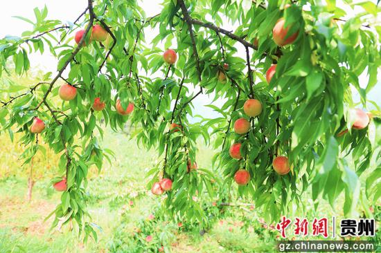 剑河县岑松镇塘脚村的妩阳红桃示范基地的鲜桃。杨洁茹 摄 剑河县岑松镇塘脚村的妩阳红桃示范基地的鲜桃。杨洁茹 摄