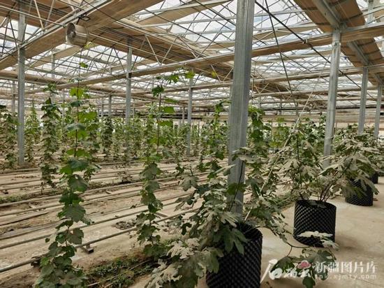 连栋温室里试验种植的葡萄,长势良好。石榴云/新疆日报记者 范琼燕摄