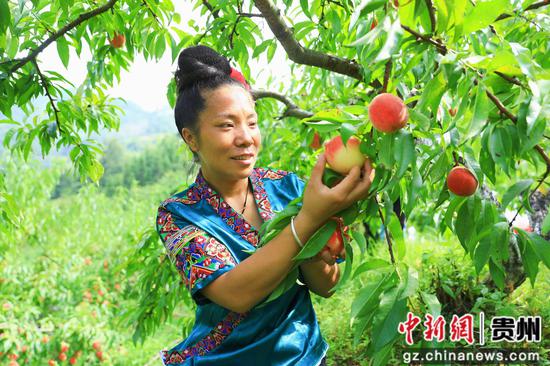 剑河县岑松镇塘脚村的村民正在采摘桃子。杨洁茹 摄