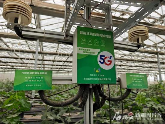 大棚里的智能设备能实时采集土壤湿度、温度、光照强度等参数。石榴云/新疆日报记者 范琼燕摄