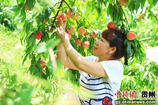 游客在剑河县岑松镇塘脚村的妩阳红桃示范基地采摘桃子。杨洁茹 摄