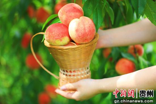 剑河县岑松镇塘脚村的妩阳红桃示范基地的鲜桃。张楠楠 摄