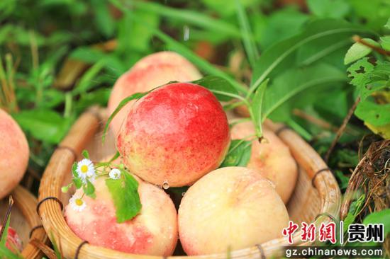 剑河县岑松镇塘脚村的妩阳红桃示范基地的鲜桃。杨洁茹 摄 剑河县岑松镇塘脚村的妩阳红桃示范基地的鲜桃。杨洁茹 摄