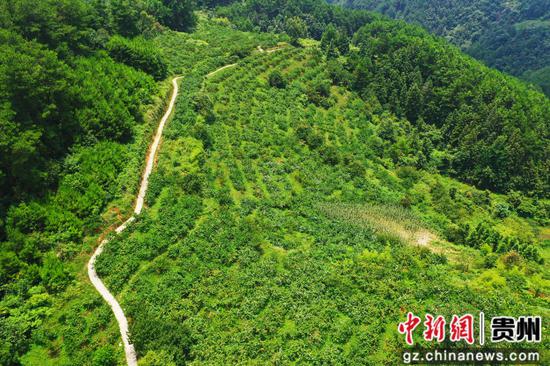 剑河县岑松镇塘脚村的妩阳红桃示范基地。潘文 摄 剑河县岑松镇塘脚村的妩阳红桃示范基地。潘文 摄