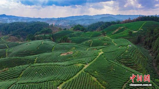 资料图:黎平寨村茶园。 周凤琴供图 资料图:黎平寨村茶园。 周凤琴供图