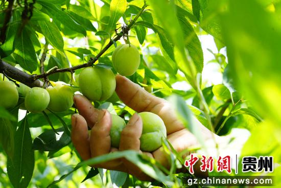 生机镇庆坪村李子丰收。 周禹杉 摄 生机镇庆坪村李子丰收。 周禹杉 摄