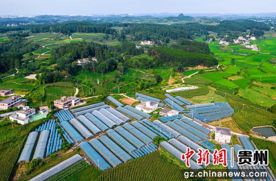 贵州省黔西市金碧镇新兰村态康葡萄园。 贵州省黔西市金碧镇新兰村态康葡萄园。