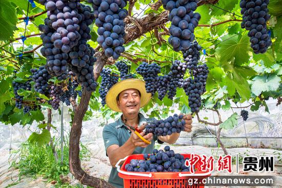 村民在贵州省黔西市金碧镇新兰村态康葡萄园采摘葡萄供应市场。 村民在贵州省黔西市金碧镇新兰村态康葡萄园采摘葡萄供应市场。