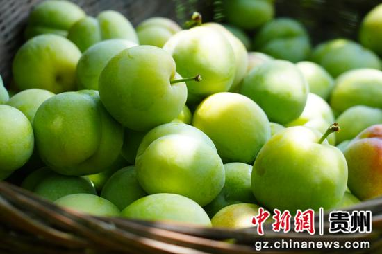 生机镇庆坪村李子丰收。 周禹杉 摄 生机镇庆坪村李子丰收。 周禹杉 摄