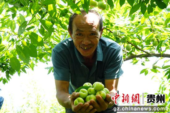 生机镇庆坪村李子丰收 村民正在采收。 周禹杉 摄 生机镇庆坪村李子丰收 村民正在采收。 周禹杉 摄